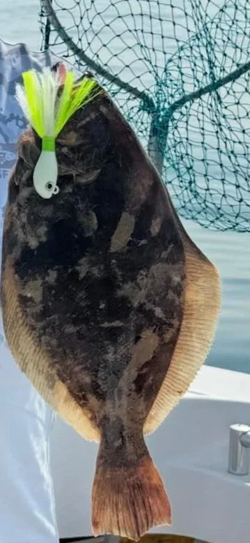 A flatfish caught on a fishing line, with a green and white lure attached to its mouth. The background shows a fishing net and water.