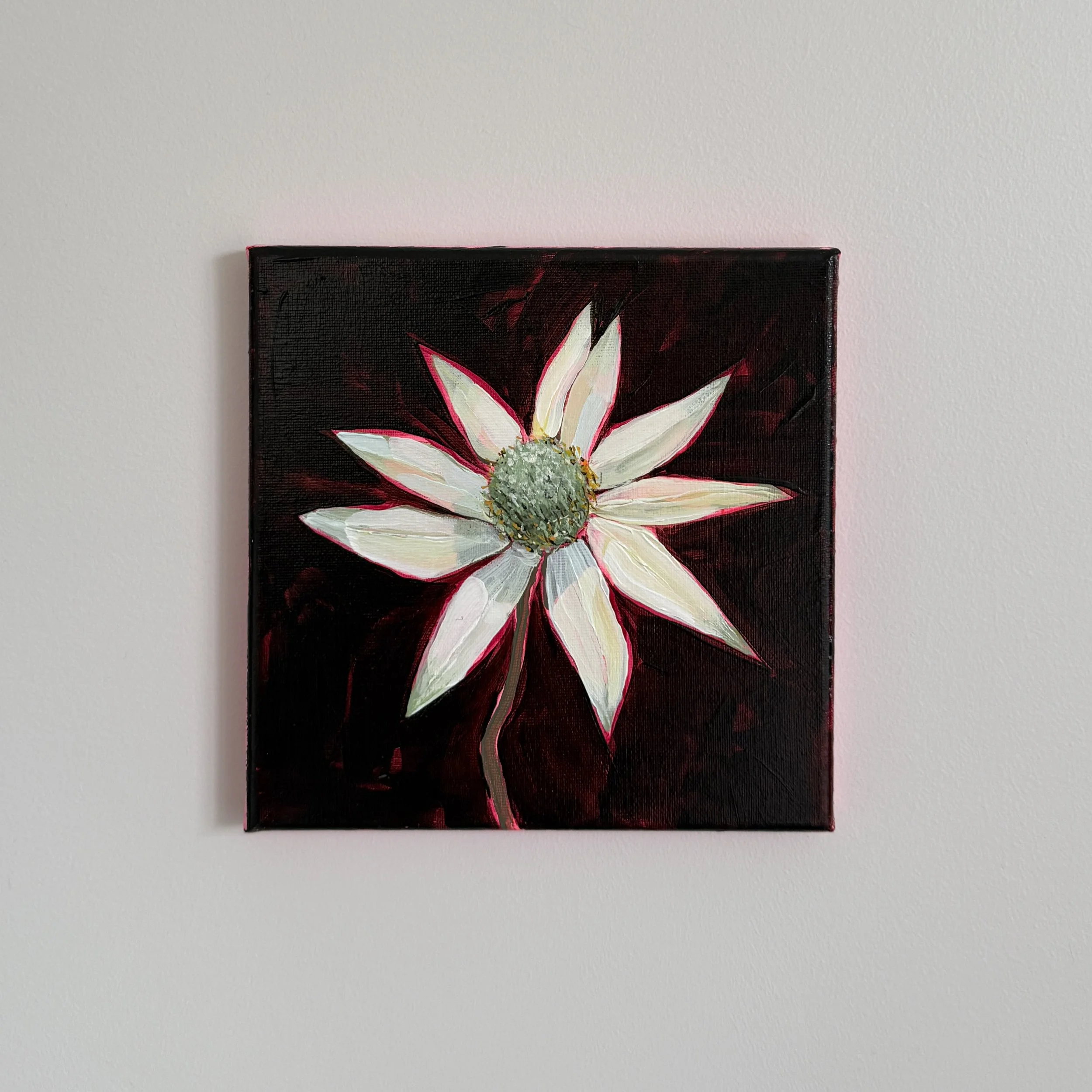 F is for flannel flower