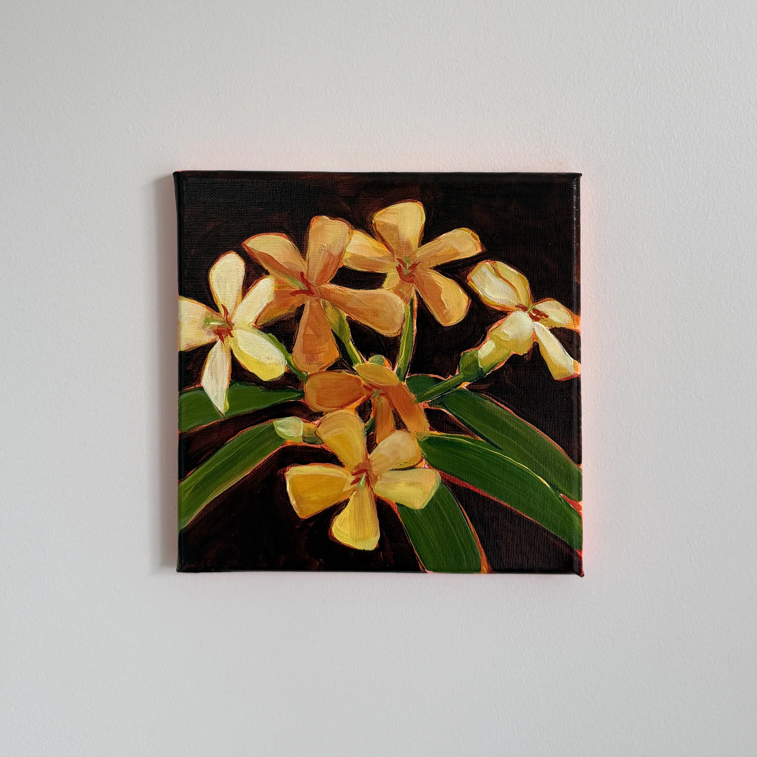 Q is for Queensland frangipani