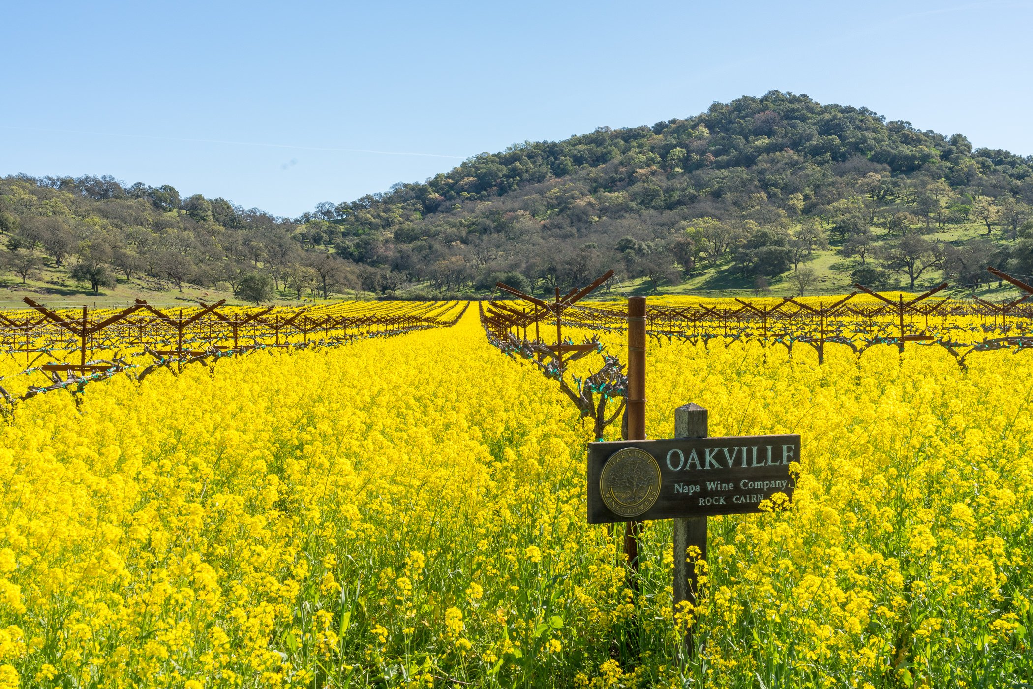 A vineyard filled with bright yellow flowers in Oakville, California, with rolling green hills in the background and a wooden sign that reads 'Oakville Napa Wine Company' in the foreground.