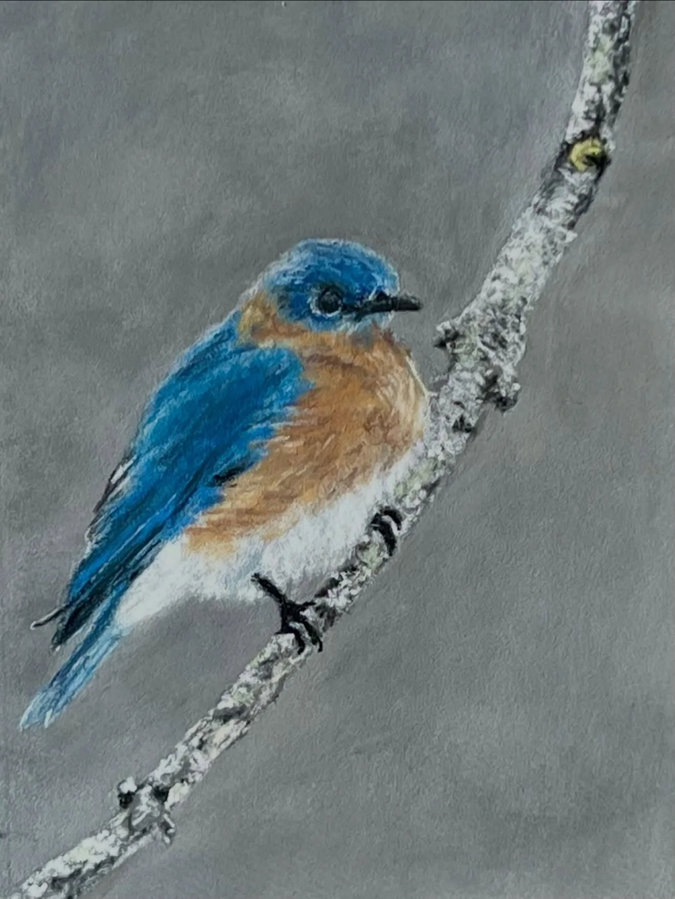 I entered this painting, &ldquo;Maureen&rsquo;s Bluebird&rdquo; in the Westford Regional Art Event. I&rsquo;m excited to receive an Honorable Mention in the professional pastel category. This piece (5x7) is for sale and the proceeds will be donated t