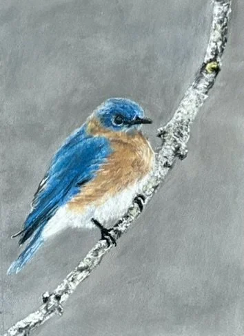 Eastern Bluebird
Pastel, 5x7 Framed 
[$225]