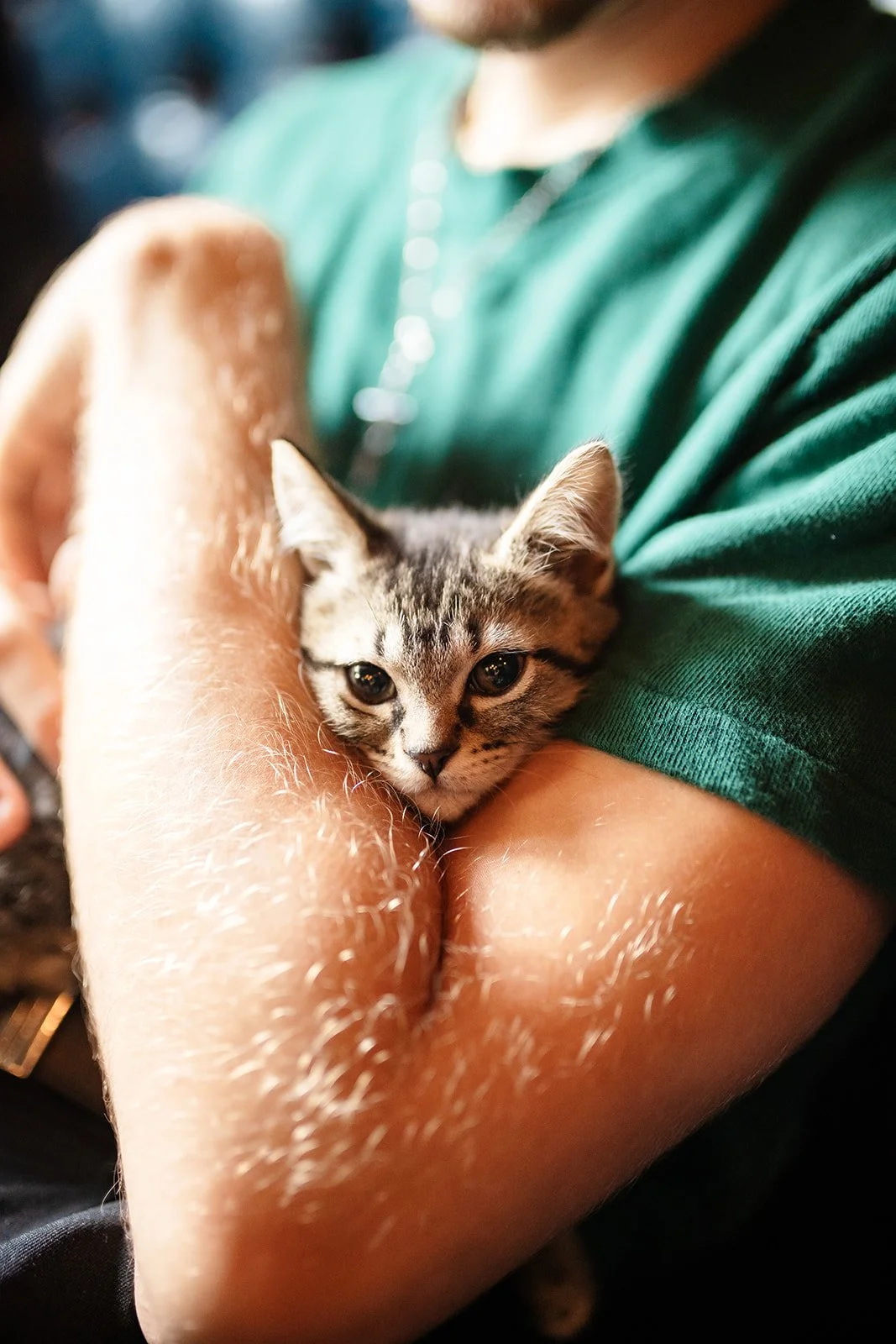 Kitten Cuddle