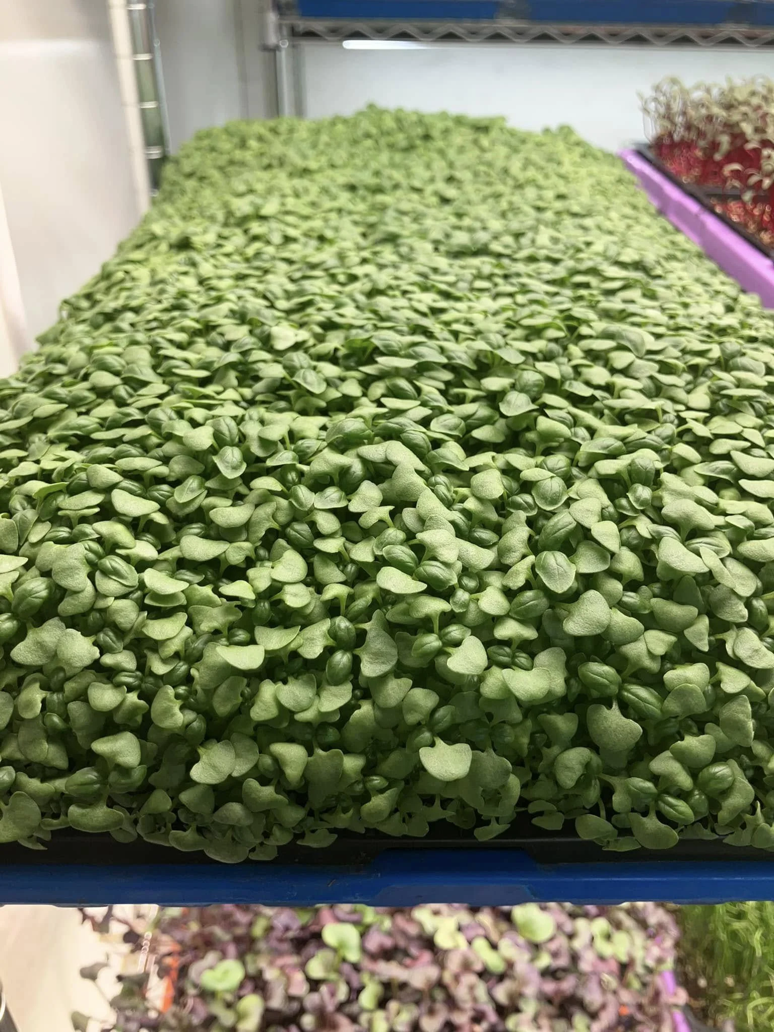 Basil.jpg