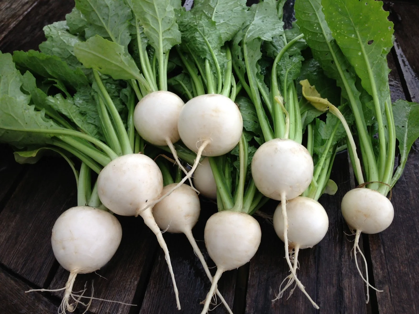 Turnips.jpg