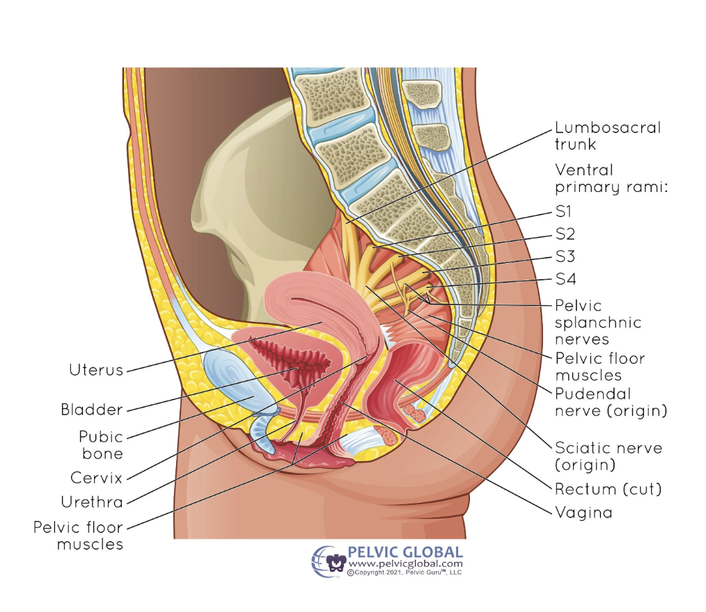 Anatomy of the pelvic floor and surrounding structures involved in pelvic organ prolapse