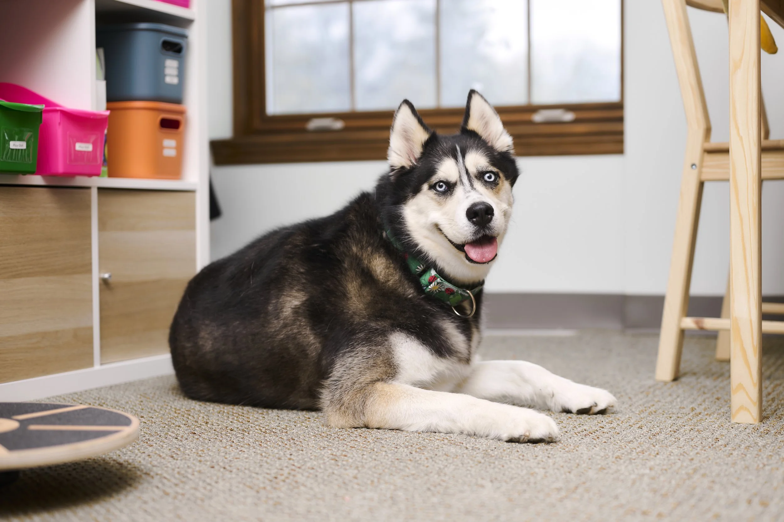 The office mascot of Creating Joy Therapy