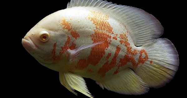 Albino Tiger Oscar 2-600x315w.jpg