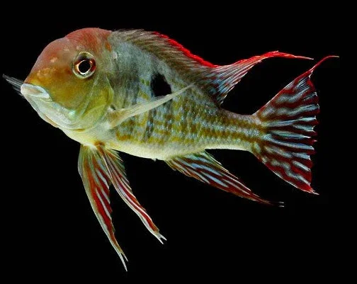 Geophagus Pyrocephalus (Red Head Tapajos) Male 10CM+