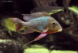 Geophagus Altifrons - 10+ CM