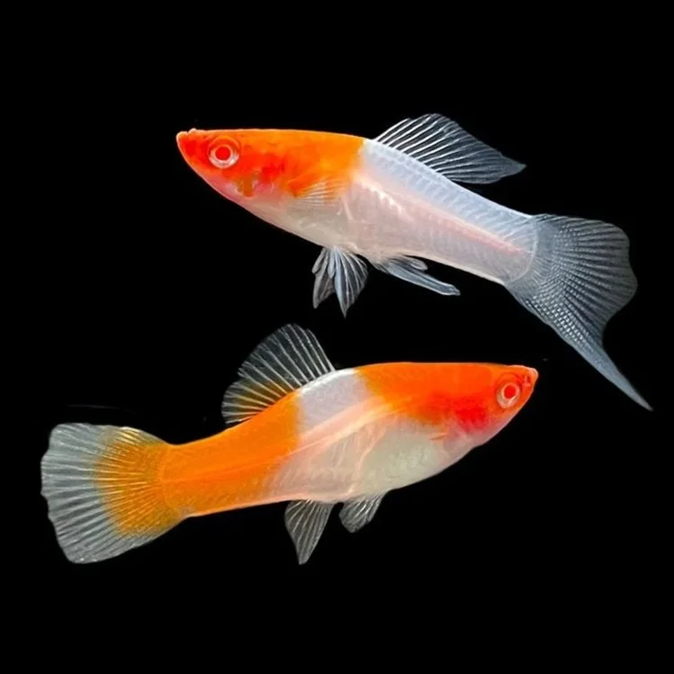 Kohaku Koi Swordtail Platy
