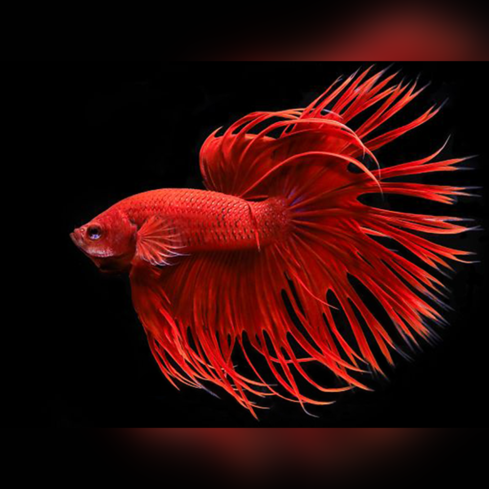 Crowntail Betta - Red
