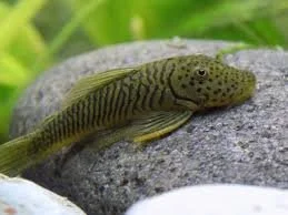 Rubbernose Pleco L146