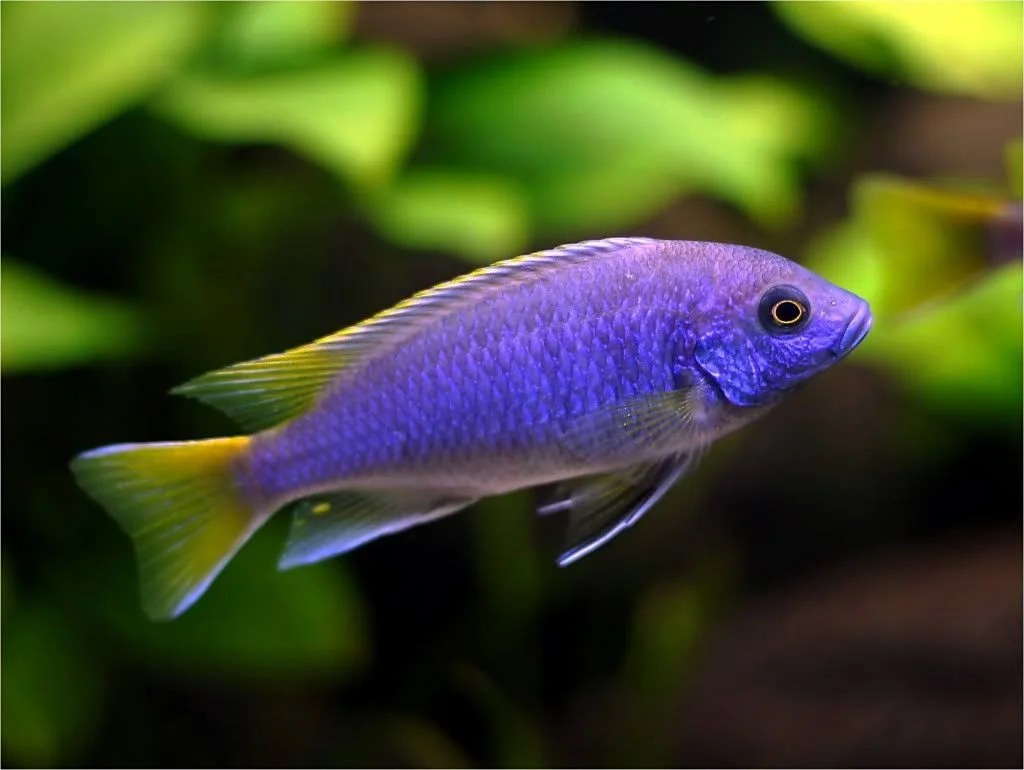yellowtail.jpg