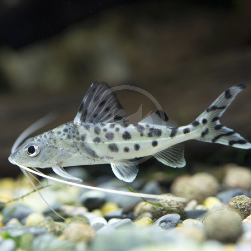 CATFISH-PICTUS-Pimelodus-pictus.jpg