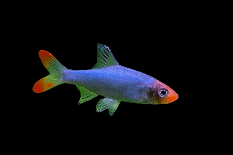 Asian Rummynose Tetra