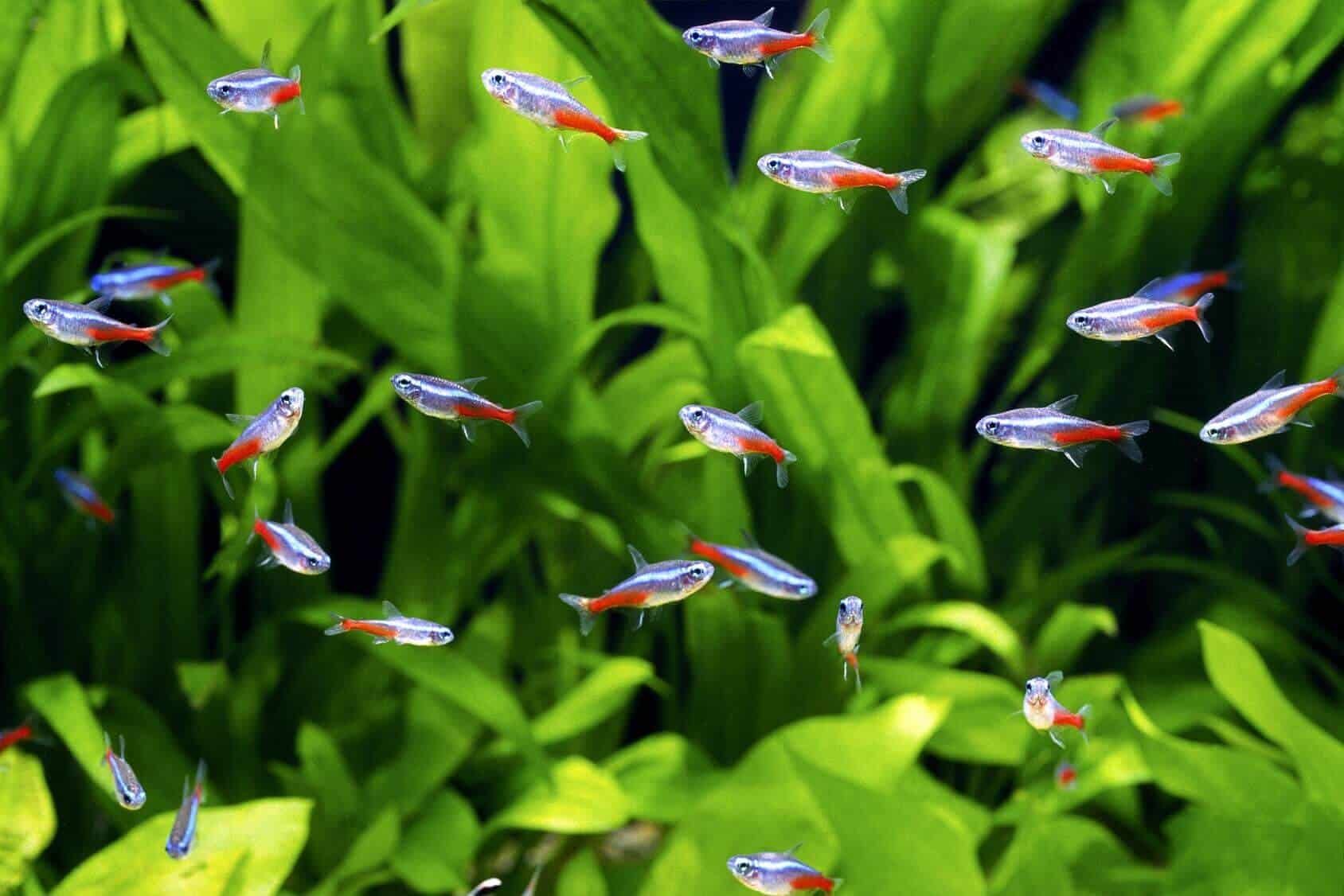 Neon-Tetra-Complete-Care-Guide-Banner.jpg (Copy)