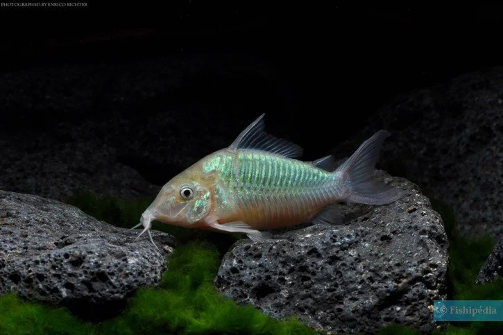 Brochis Splendens Wild 6cm