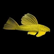 Golden Plecostomus (6-8CM)
