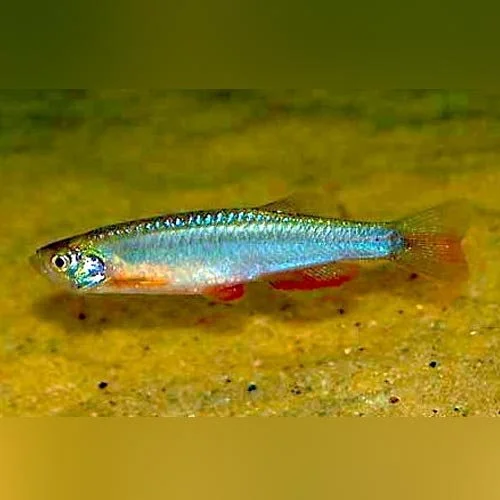 Pearl-Danio.jpg