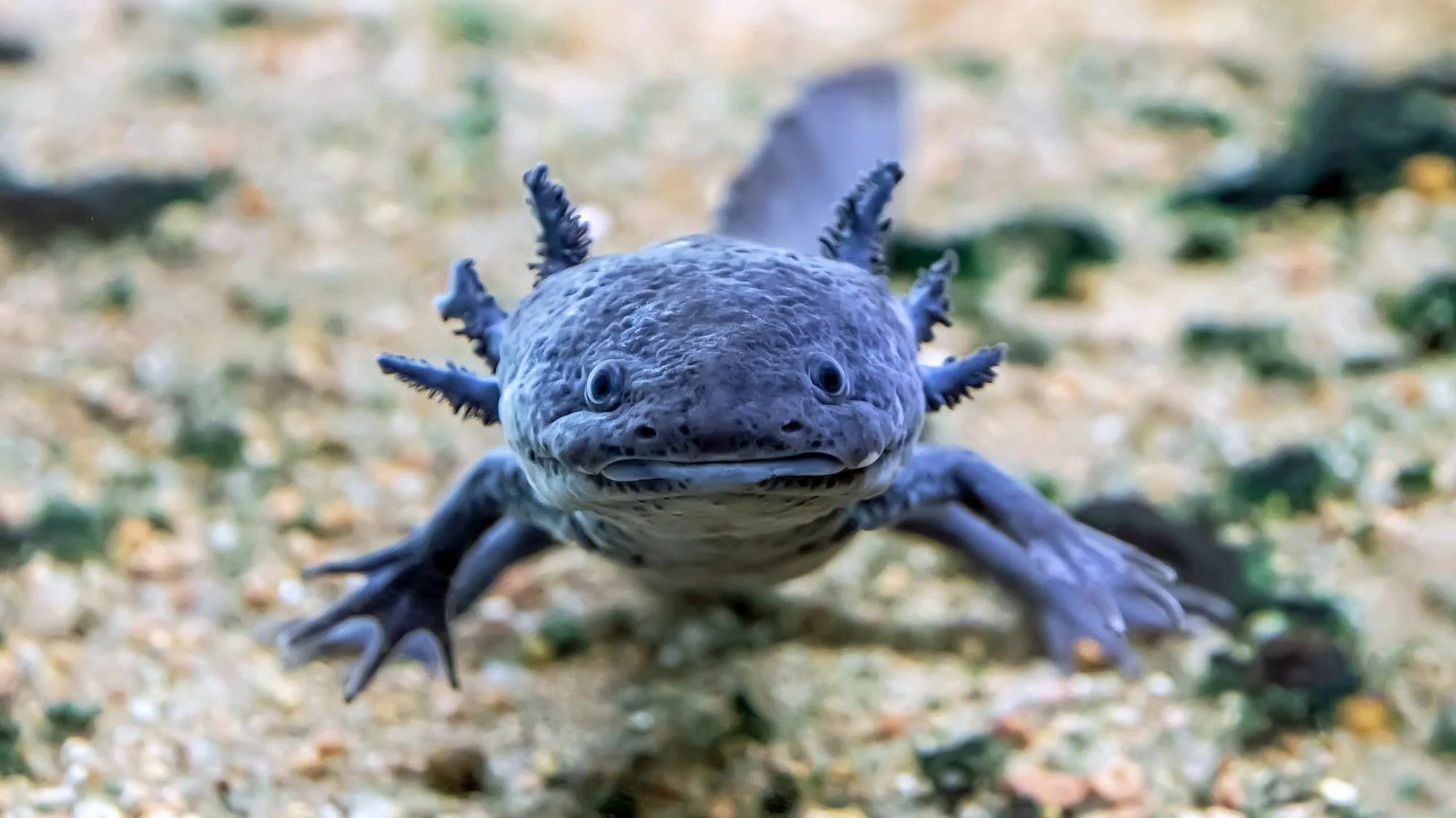 the-endangered-axolotl-and-its-powers-of-regeneration.jpg