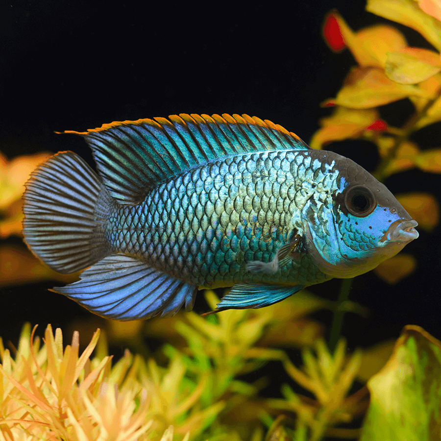 Electric Blue Acara (5-6CM)