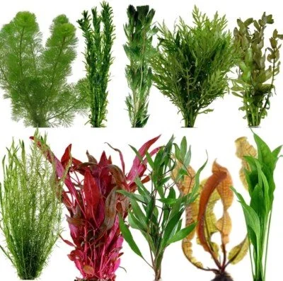 s-l400.jpg (Copy) (Copy)