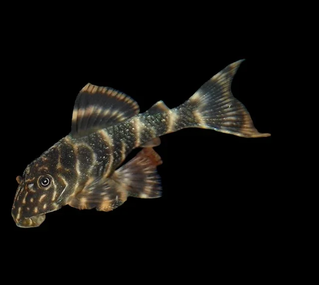 Clown Pleco L104
