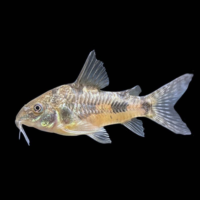 Peppered_Corydora_Large.jpg
