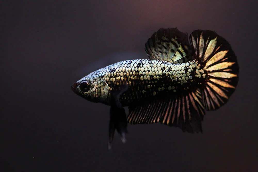 Black Copper Galaxy Plakat Betta Male