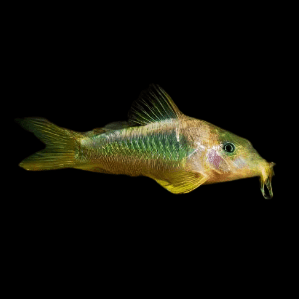 Green and Gold Corydora