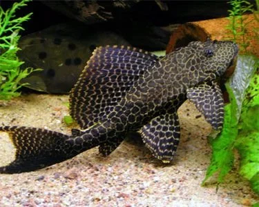 Pterygoplichthys-gibbiceps.jpg