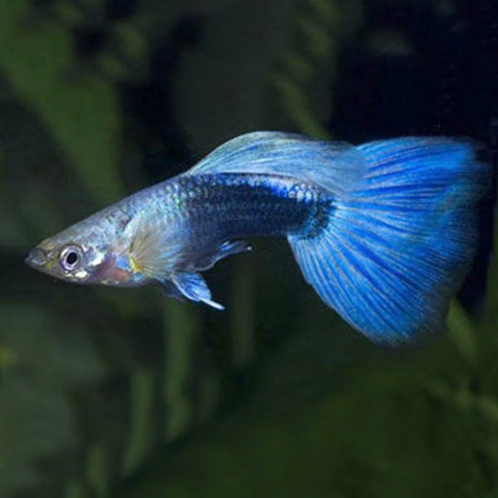 woodthorpe-hall-aquatics-neon-blue-guppy-poecilia-reticulata-p18870-31408_image.jpg
