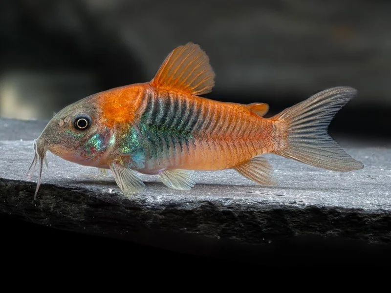 Venezuelan Orange Corydora