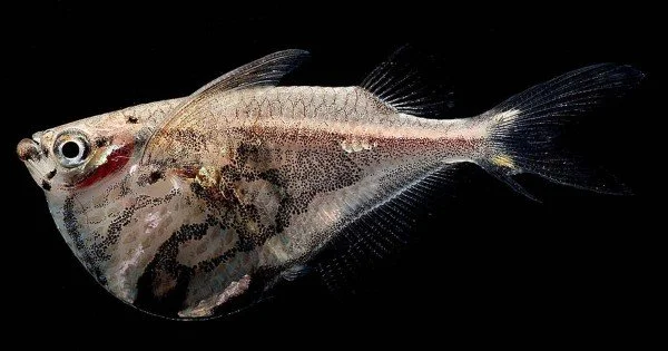 Marble Hatchet Fish (Carnegiella strigata)