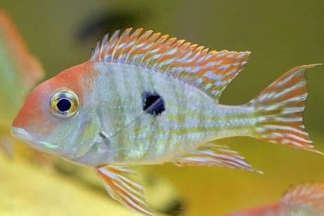 Geophagus Pyrocephalus (Red Head Tapajos) Female 10CM+
