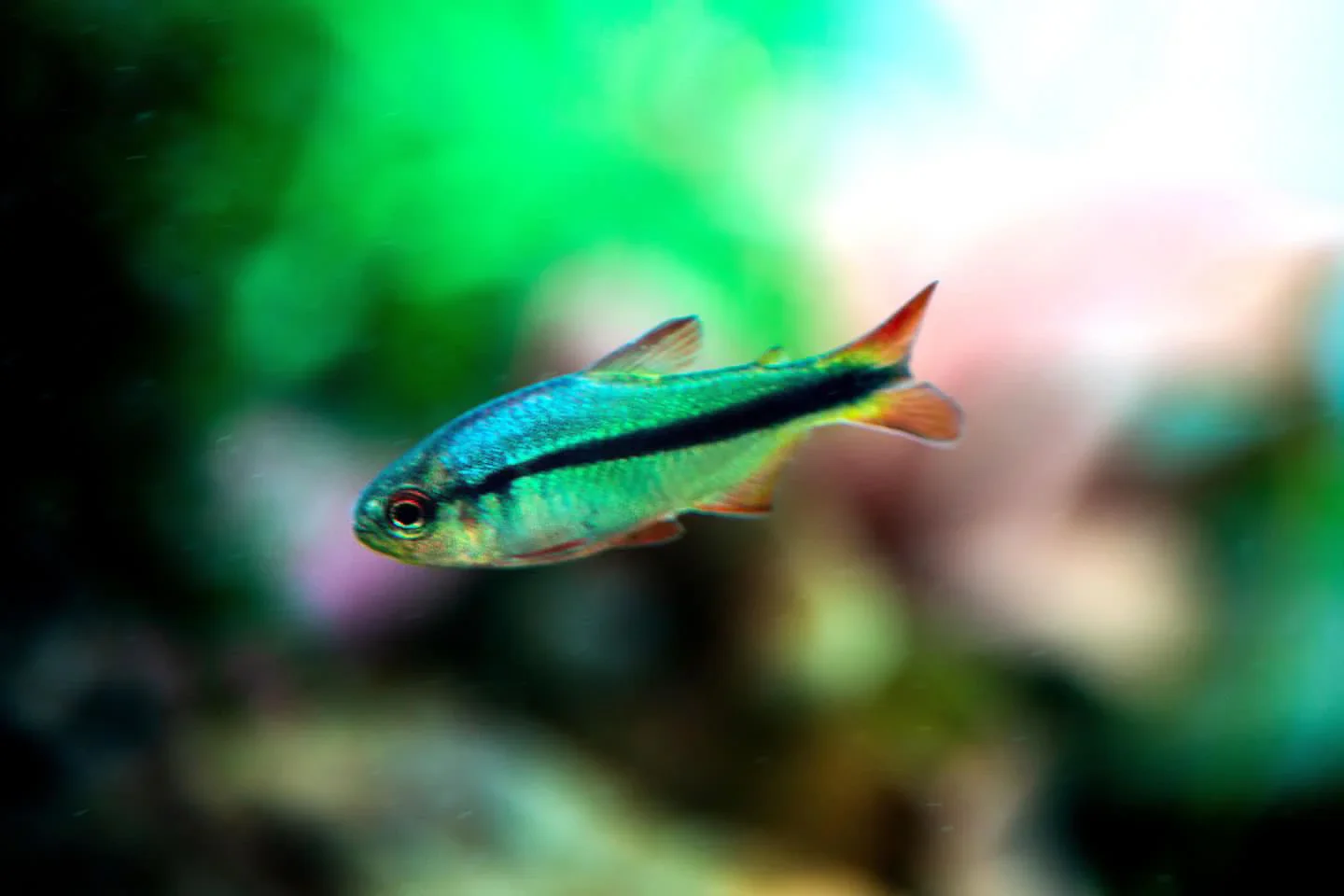 Blue Lapis Tetra (Imperial Tetra)