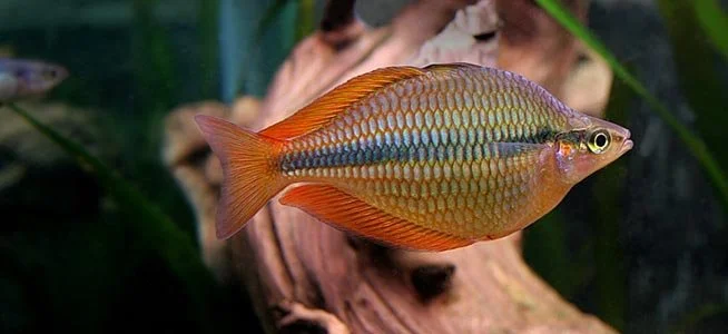 banded-rainbowfish-01.jpg