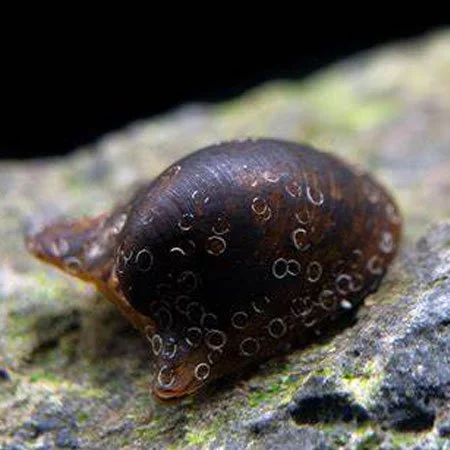 Batman Snail