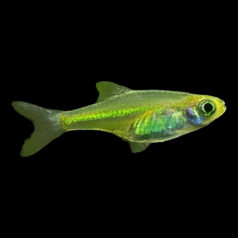 Rasbora Kubotai (Neon Green Rasbora)