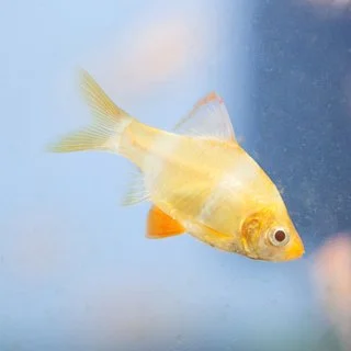 Albino Tiger Barb (Puntius Tetrazona)