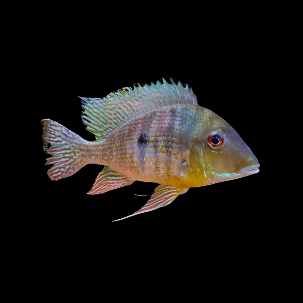 Geophagus Caquetta - 10+ CM