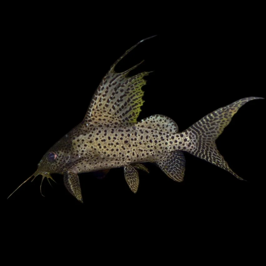 Feather Fin Synodontis