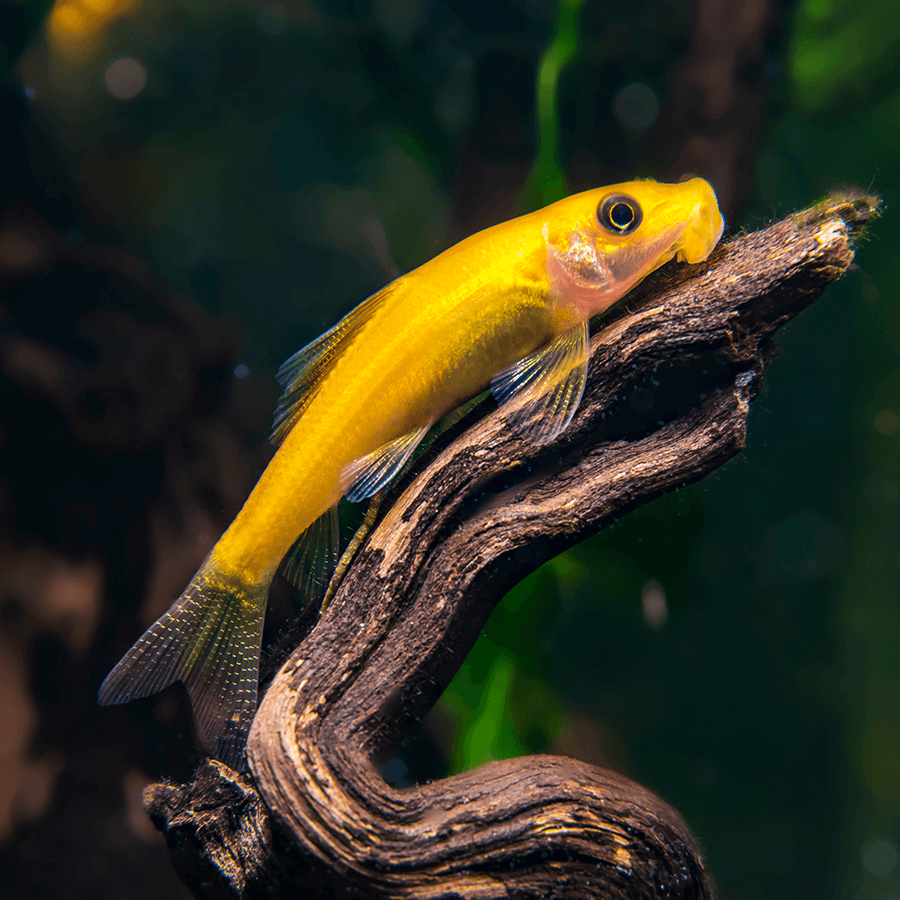 Golden Sucking Loach (Chinese Algae Eater)