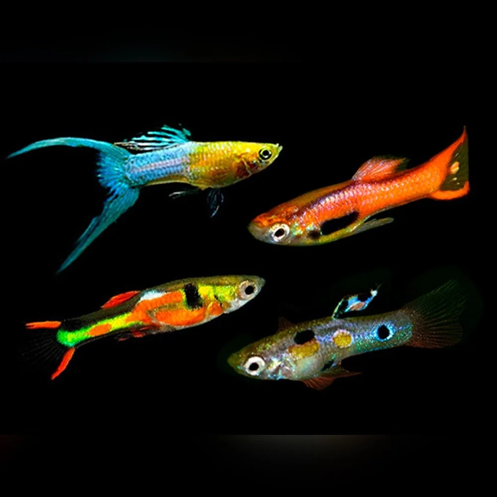 Mixed Male Endler Guppies