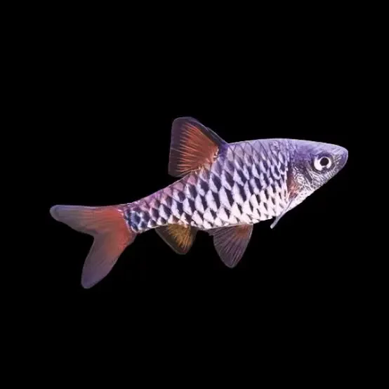 Checkered Barb