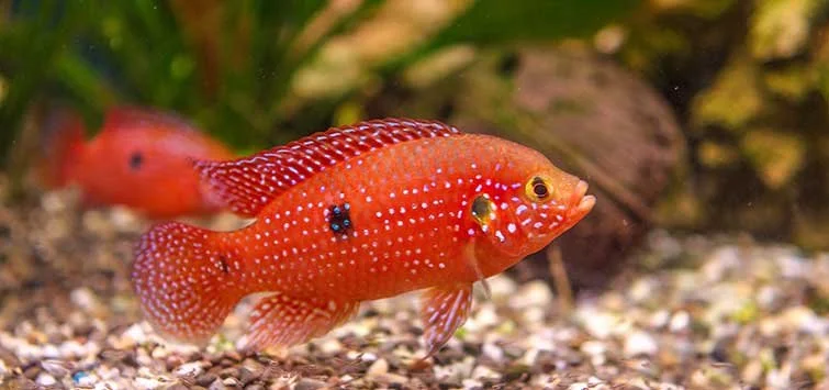 Red Jewel Cichlid