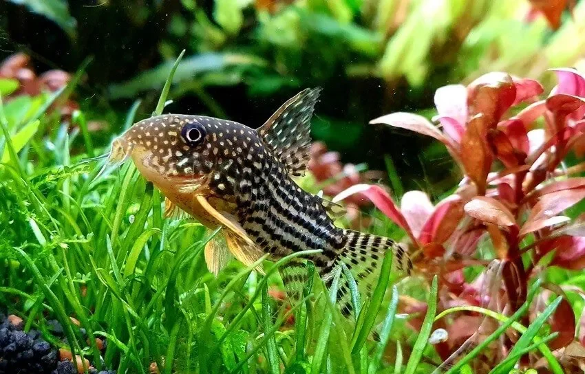 Sterbai Corydoras