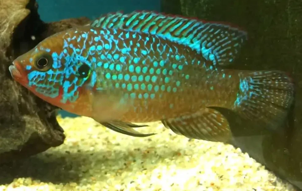 Glowlight Jewel Cichlid