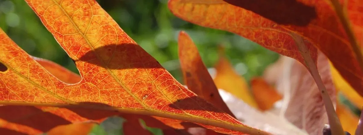 Katie and the workshop crew (Daily Planet email #1119)